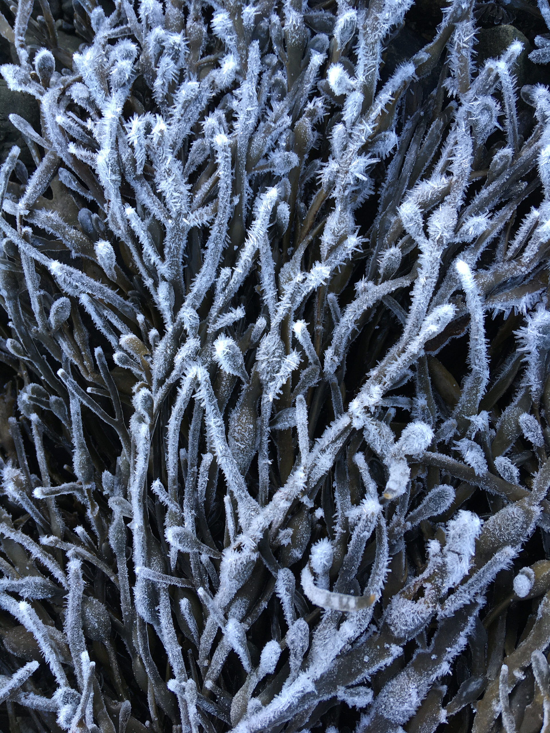 frost